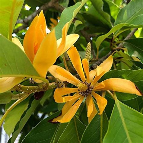 Creative Farmer Flowering Plant Michelia Champaca Air Purifier Romantic ...