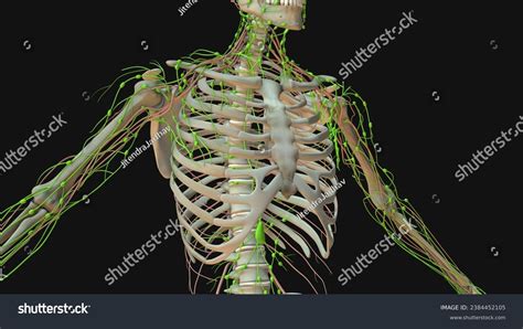 Image result for Animation On Lymphatic System