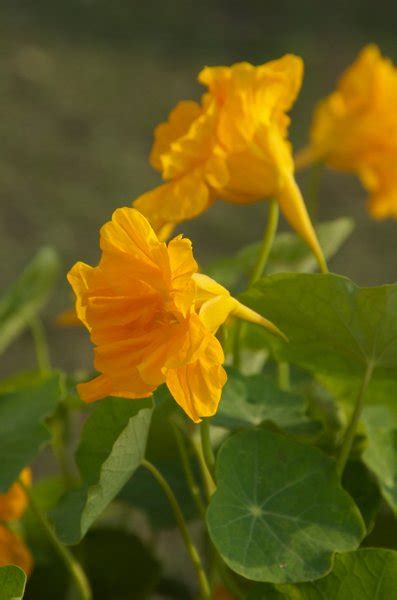 Promise of realisation in the mind : flower's significance