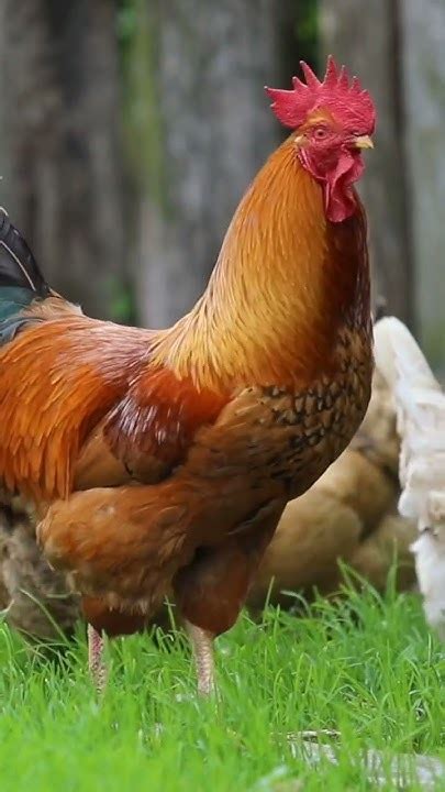 Chicken Little Game GUI Java 的图像结果