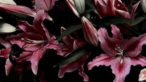 Image result for High-Rise Derby