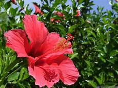 Hibiscus Flower Backgrounds by Hibiscus Flower Wallpapers Wallpaper Cave Hibiscus Flower Backgrounds