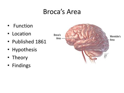 Image result for Broca's area Function