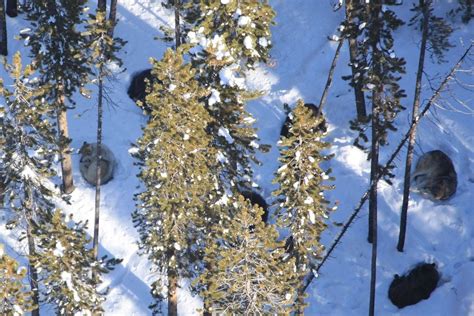 Image result for How Reintroducing Wolves Changed Yellowstone