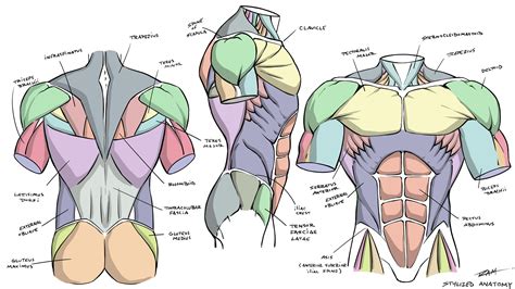 Muscle Anatomy Drawing Reference - Drawing Improvement Challenges