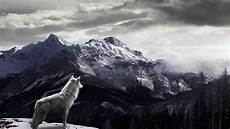 White Wolf Wallpaper 1920x1080 by White Wolf Wallpapers Wallpaper Cave White Wolf Wallpaper 1920x1080