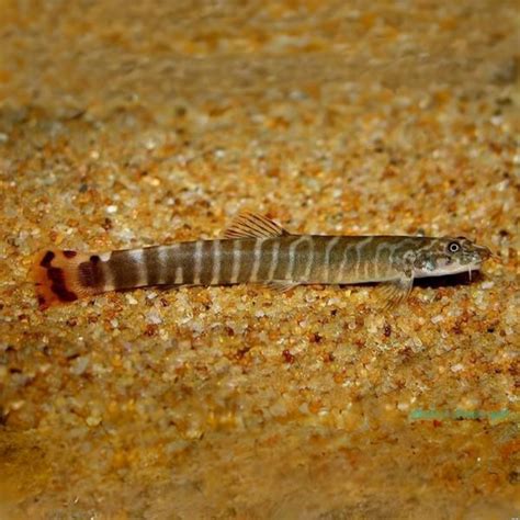 Live Fish Bottom Dweller Red Tail Tiger Loach | Single – cloningaquapets