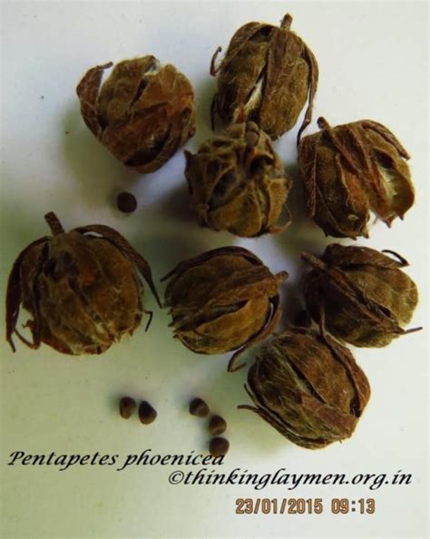 Medicinal Plant Details