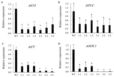 A Wheat TaTOE1-B1 Transcript TaTOE1-B1-3 Can Delay the Flowering Time ...