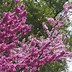 Image result for Weeping Redbud Dwarf