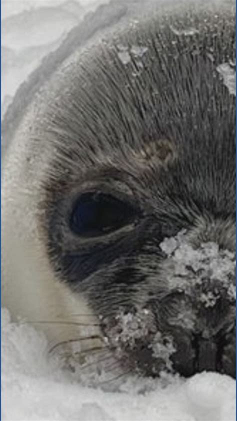 Marine Mammals of Maine rescues rare seal species | newscentermaine.com