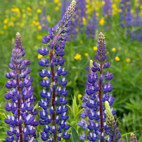 Lupin hartwegii Giant Tall Mix Seeds – Bold Winter Blooms for Beds ...