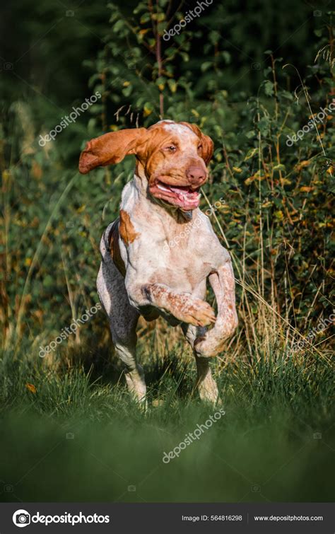 Bracco Italiano Hunting Bracco Italiano Dog Breed | UKPets