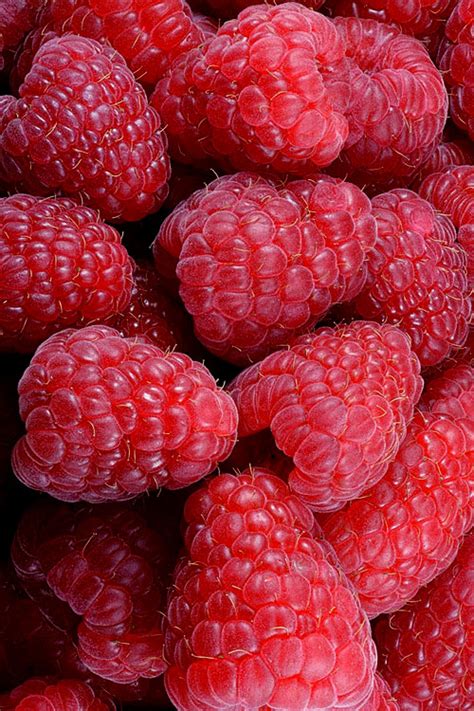 Red Raspberry Bush 的图像结果