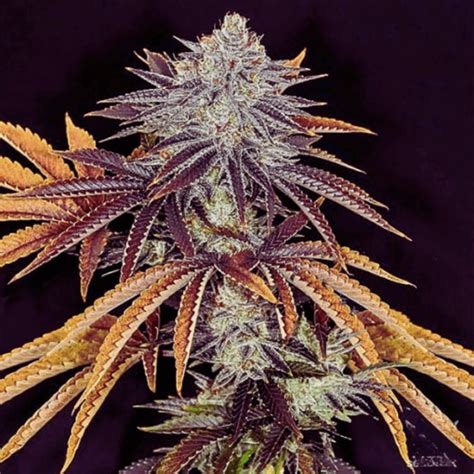 Alien Technology Strain 的图像结果