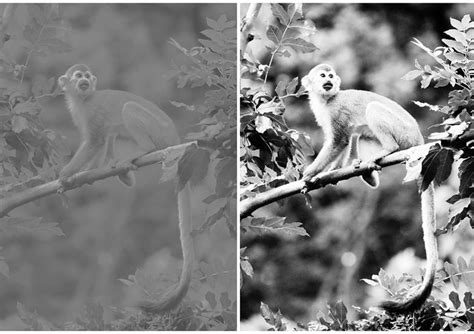 Image result for Histogram Equalization in Python