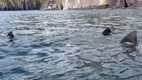 'Gentle giant' sharks spotted off Irish coast in incredible footage - TrendRadars UK