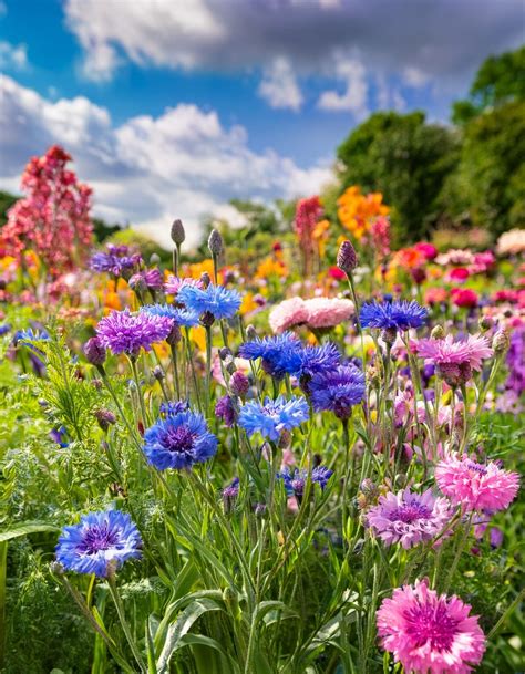 A Complete Guide to 11 High Potassium Fertilizers To Use