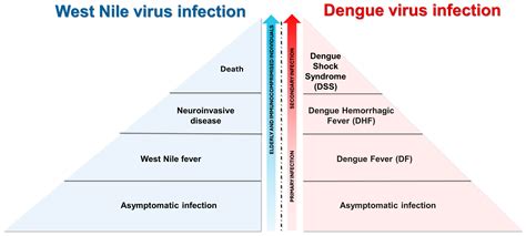 An Update on the Entomology, Virology, Pathogenesis, and Epidemiology ...