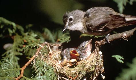 Image result for How Do Birds Reproduce