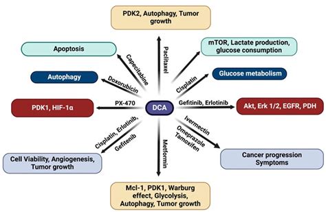 Dichloroacetate and Salinomycin as Therapeutic Agents in Cancer
