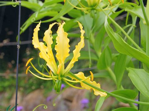 グロリオサ / é«⃜çŸ¥å¸‚è¾²å ”ä¸‰é‡Œåœ’èŠ¸éƒ¨ ã‚°ãƒ­ãƒªã‚ªã‚µ ã‚«ãƒ—ãƒªã‚¹ãƒ­ã‚¼ æ ªå¼ ä¼šç¤¾å¤§ç”°èŠ±ã ...