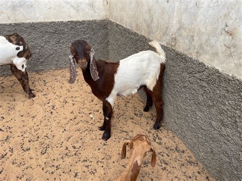 Ak Goat Farm Pushkar in Kadel, Ajmer - Best Goat Farming in Ajmer ...
