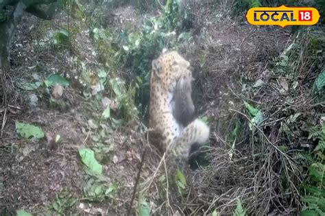 Siliguri News: মা লেপার্ডের ভালবাসা দেখে চোখে জল আসবে, ট্র্যাপ ...