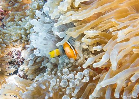 THE BEST Beach Resorts in South Huvadhoo (Gaafu Dhaalu) Atoll (with ...