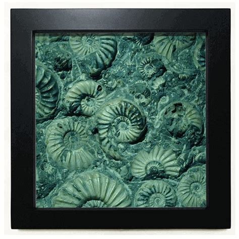 no/no nautilus ammonites s specimen Black Square Frame Picture Wall ...