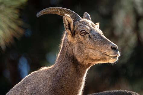 Ram Horns Profile