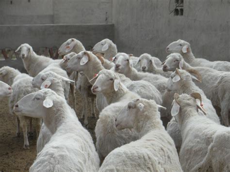 有关养羊草料的问题，每个养羊户都要懂！