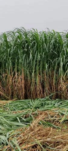 Cow Fodder 的图像结果