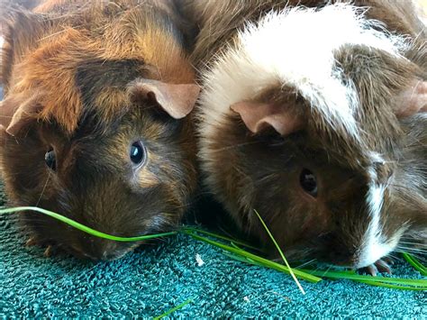 Pocket Pets 101: Preventive Care Tips for Hamsters, Guinea Pigs, and ...