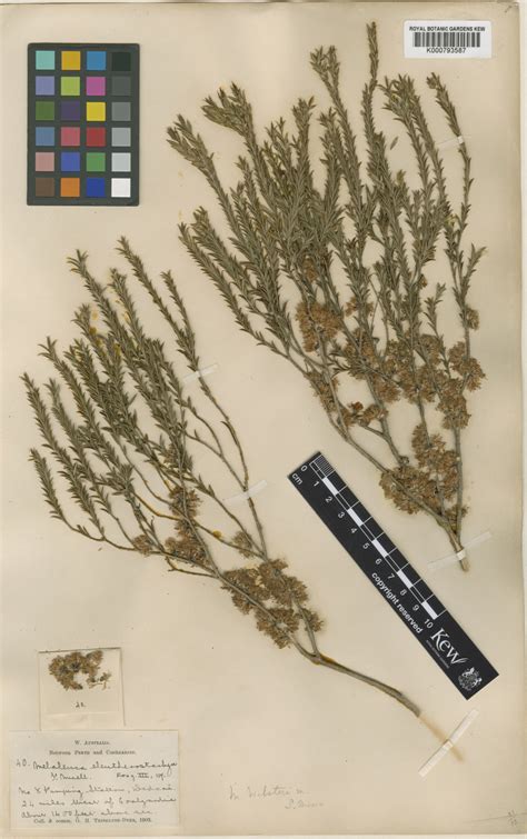 Melaleuca acuminata subsp. websteri (S.Moore) Barlow ex Craven | Plants ...