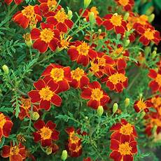 tagete fiore marigold tagetes paprika seeds tagetes tenuifolia tagete fiore marigold tagetes paprika seeds tagetes tenuifolia