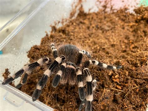 Giant White Knee Tarantula