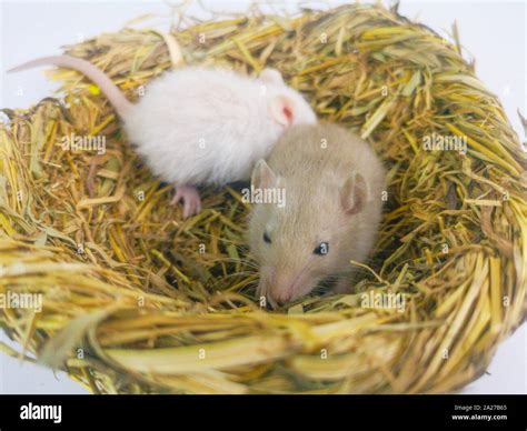 How Do Rats Make Their Nests at Juanita Morris blog