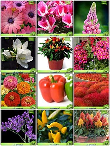 Buy Creative Farmer All Climate Combo Flower Seeds : Godetia ...