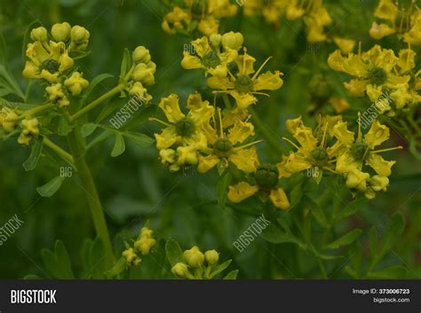 Rue Plant Flowers
