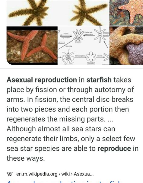 What Type Of Asexual Reproduction Occurs In Sea Stars at Luca Swift blog