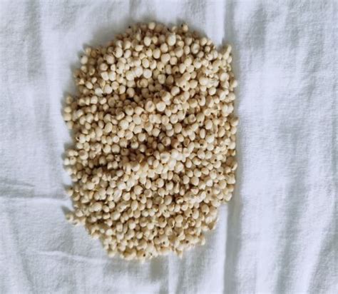 Sorghum Seeds Manufacturer, Supplier from Beed