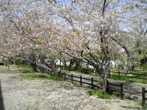 新城市観光協会ブログ:桜渕公園 桜開花状況 2013年4月4日（木）