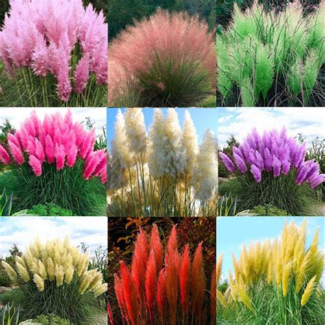 Buy little finger Pampas Grass 2000Pcs Mixed Color Pampas Grass ...