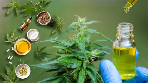 Teens Who Use Cannabis Are At Higher Risk Of Mental And Physical Health ...