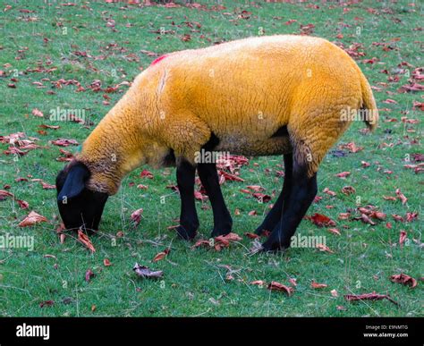 Yellow Suffolk sheep Stock Photo - Alamy