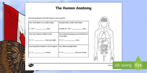 The Human Anatomy Math Worksheet / Worksheet