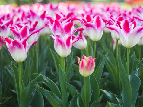 Cut Flowers For Your Garden at Mikayla Whish blog