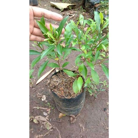 Jual Bahan Bonsai Beringin Afrika // Bibit Beringin Afrika // Ficus ...