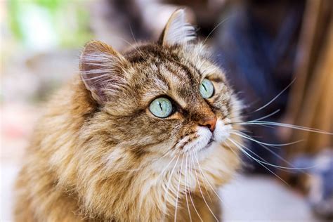 13 Cat Breeds With Long Hair